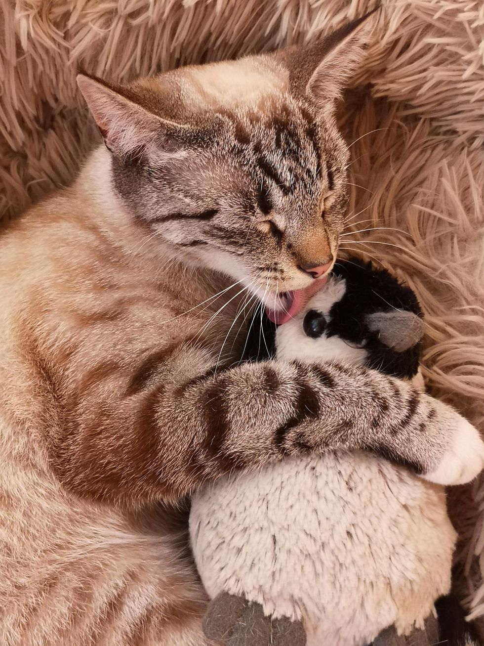 Owner’s disbelief as cat missing since November found more than 300 miles away