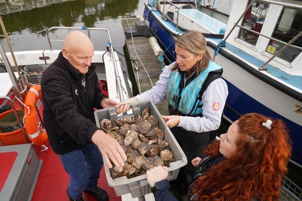 Oysters released in Sunderland Marina