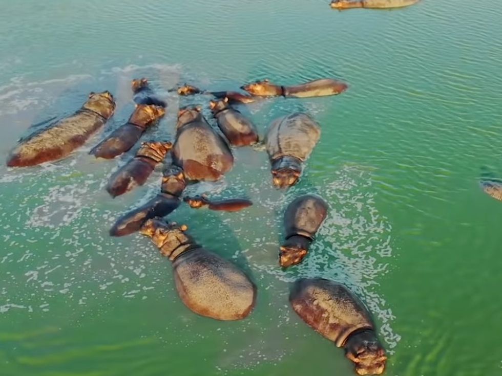 <p>Pablo Escobar\u2019s \u2018cocaine hippos\u2019 in the Hacienda N\u00e1poles.</p>