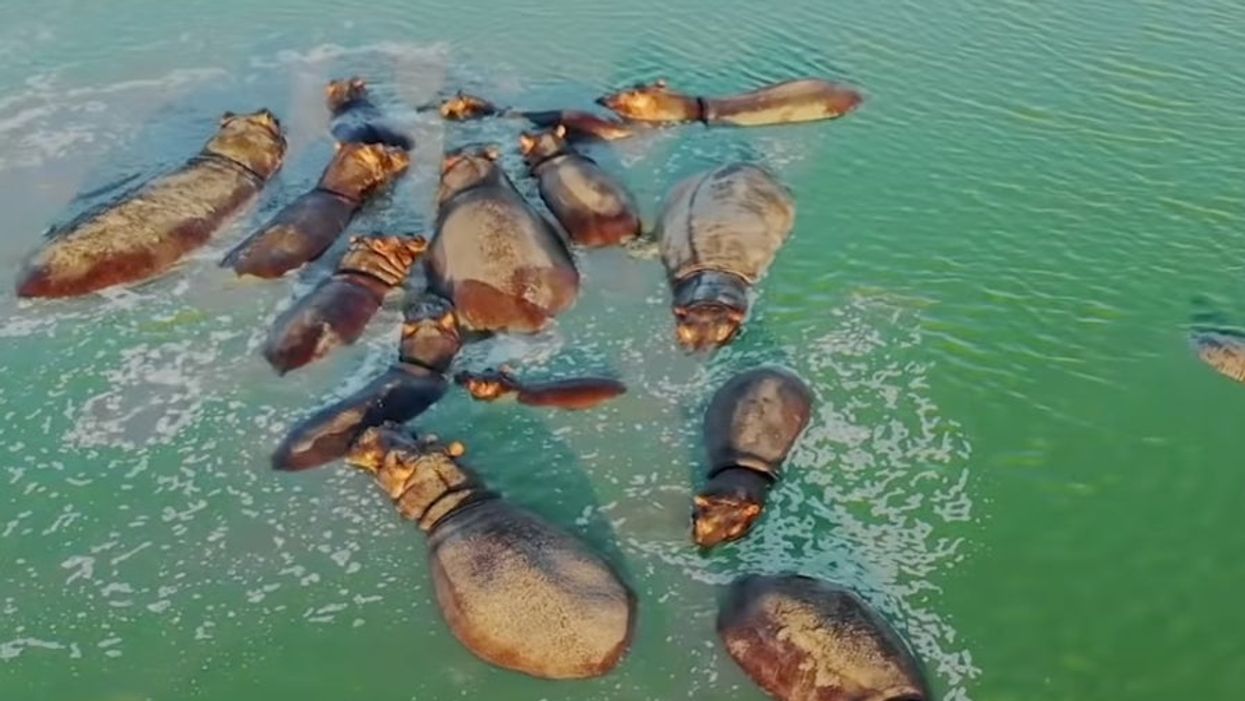 <p>Pablo Escobar’s ‘cocaine hippos’ in the Hacienda Nápoles.</p>
