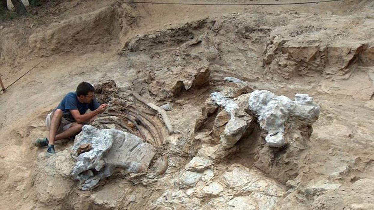 Paleontologists discover colossal new unusual dinosaur in latest dig