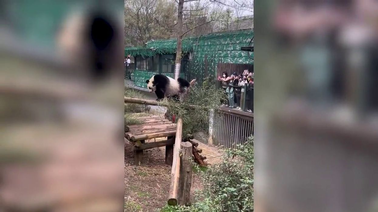 Bizarre moment panda starts 'twerking' for shocked zoo visitors