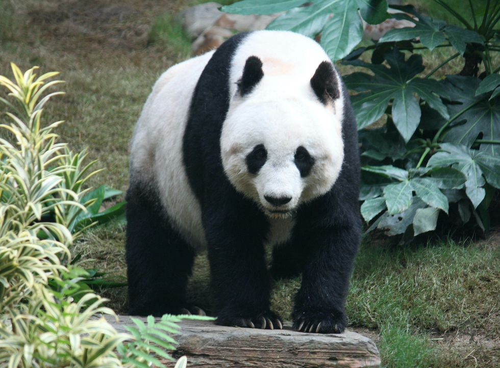 Panda image