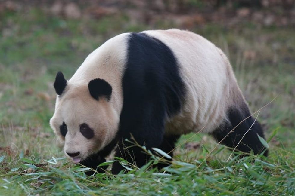 Pandas at Edinburgh Zoo