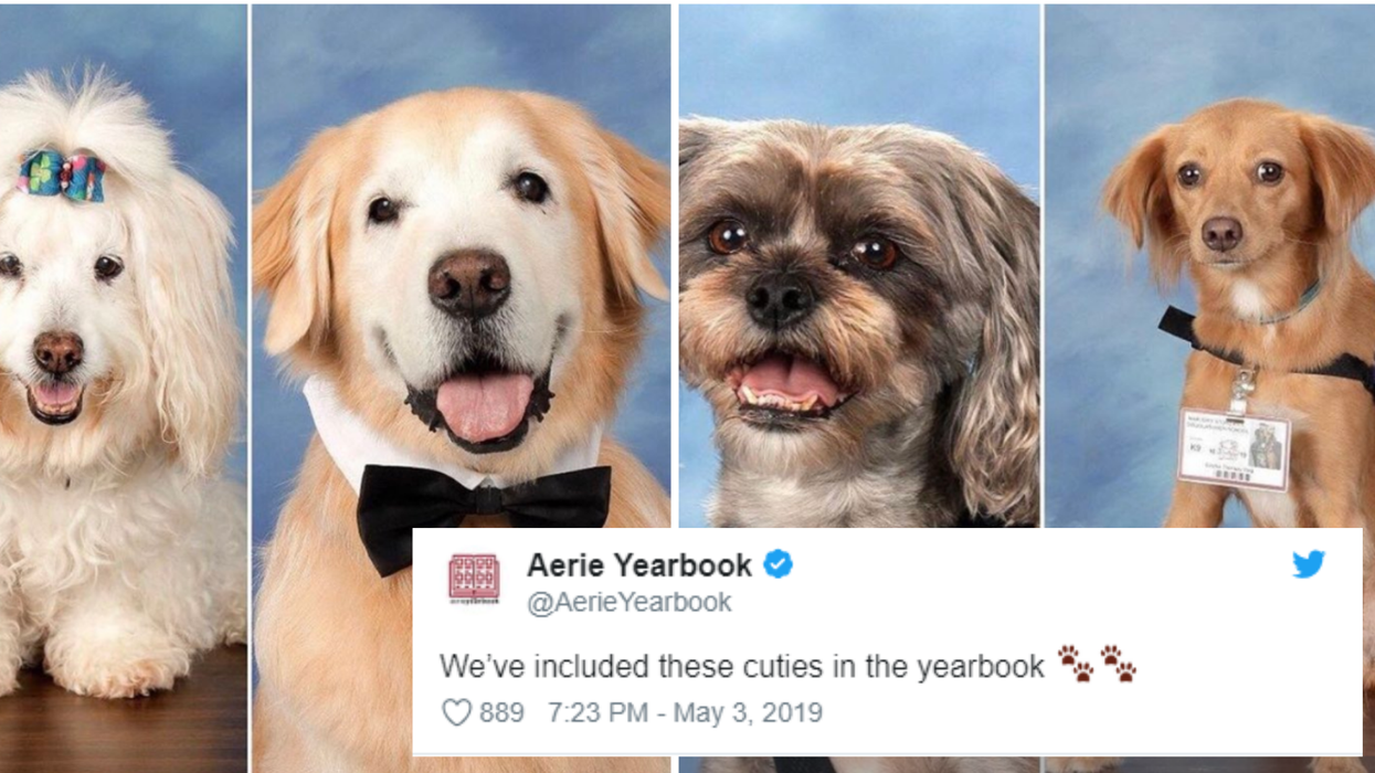 Parkland therapy dogs featured in school yearbook (Twitter / Aerie Yearbook)