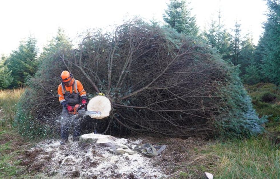 Parliament Square Christmas tree