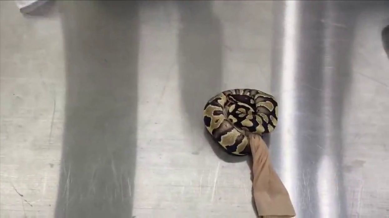 Man caught with 14 live snakes in pockets when stopped at customs in
