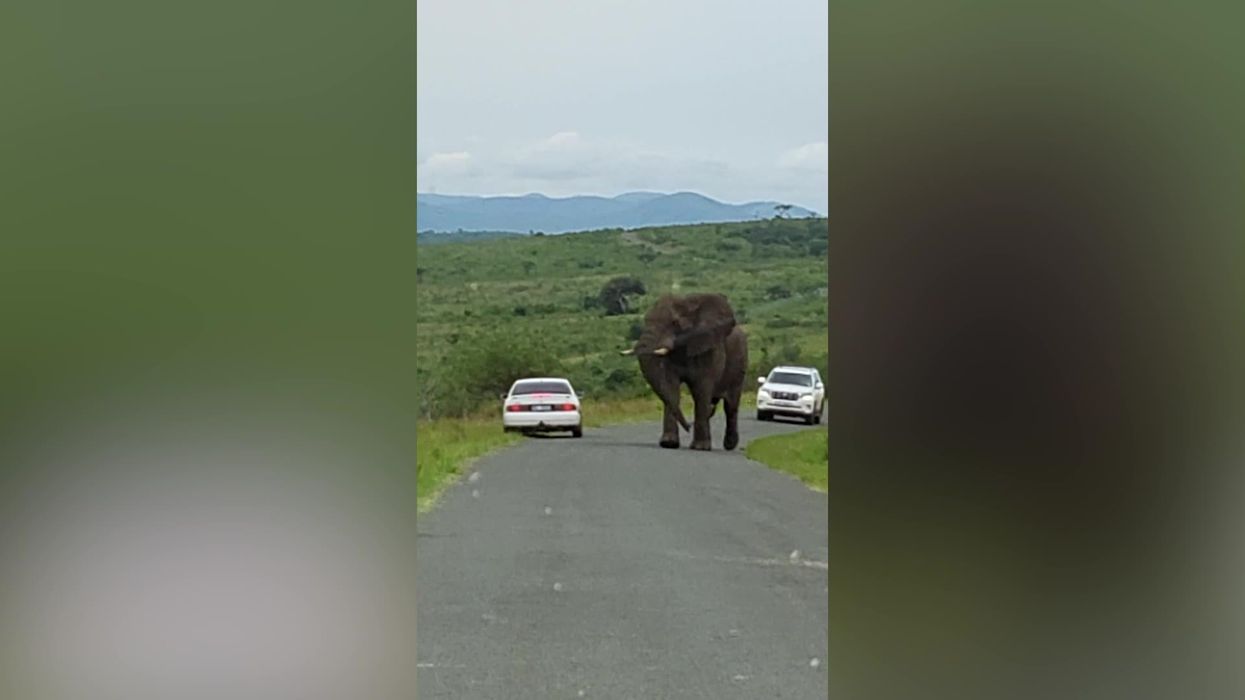 Safari-goer ditches car and hides in bush after huge elephant spooks him