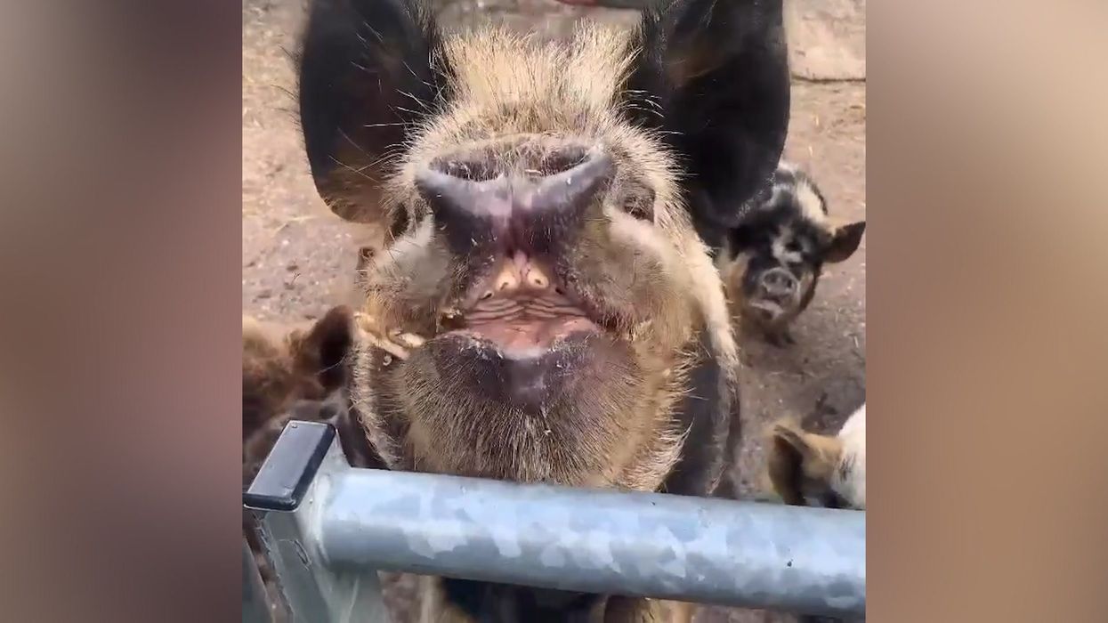 Paul O'Grady's heartbreaking final Instagram post proves how loving he was