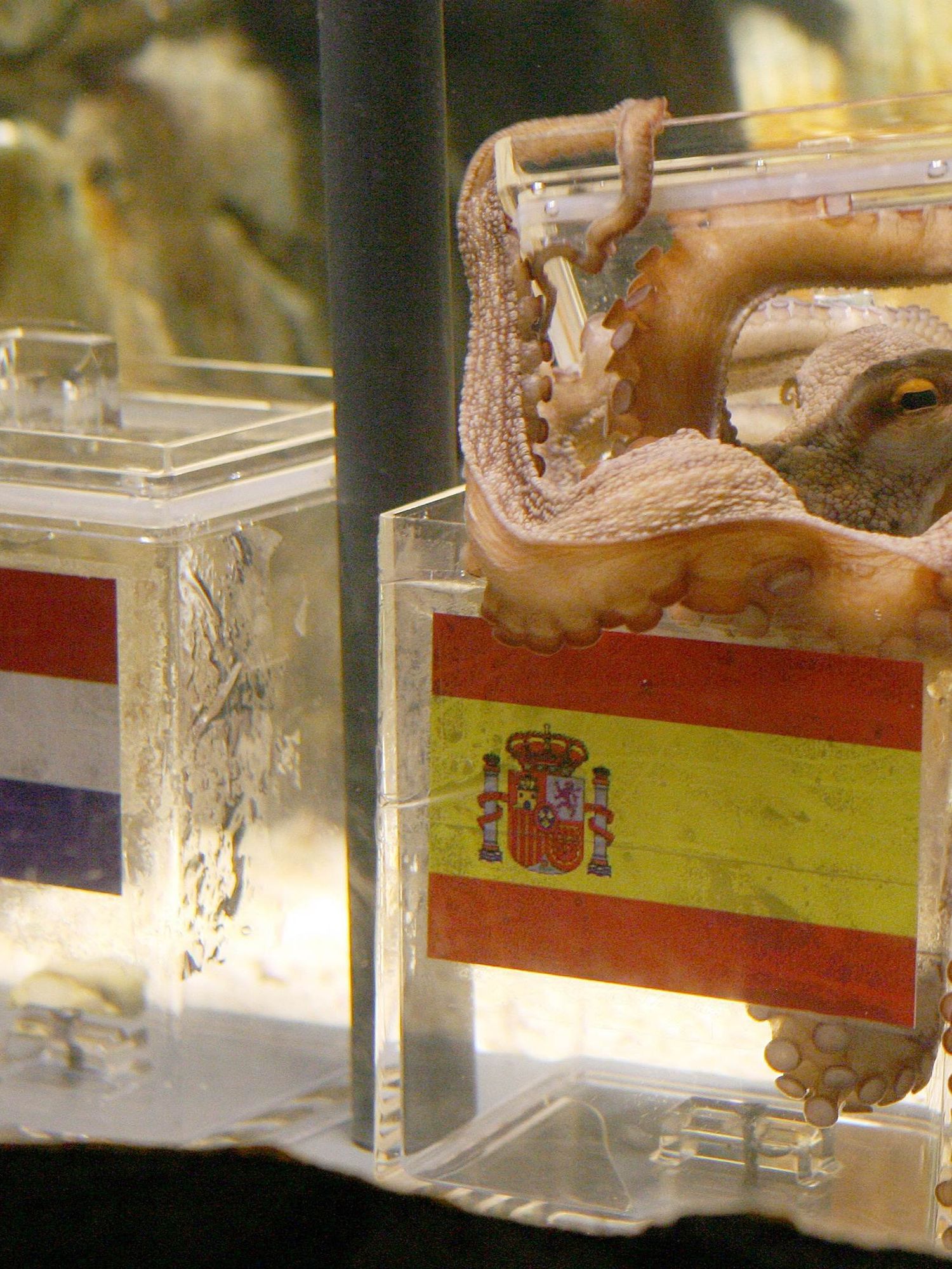 How accurate are animal predictions in major football tournaments?