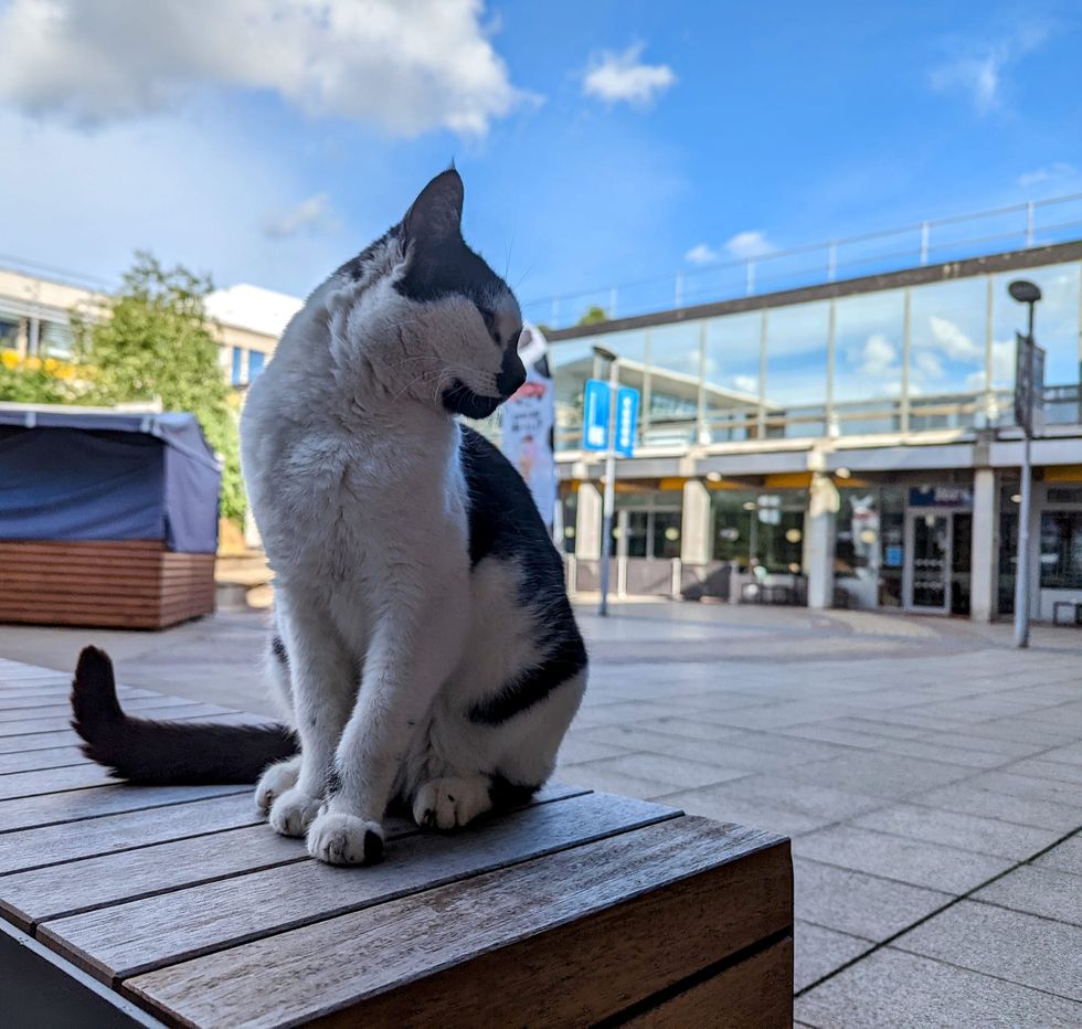 Pebbles the campus cat honoured with statue at his chosen university