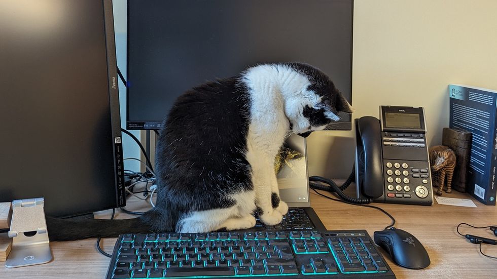 Pebbles was a two-year-old when he first made the campus his home, and is still there 14 years later. (University of Essex/ PA)