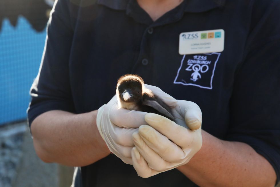 Penguin chick