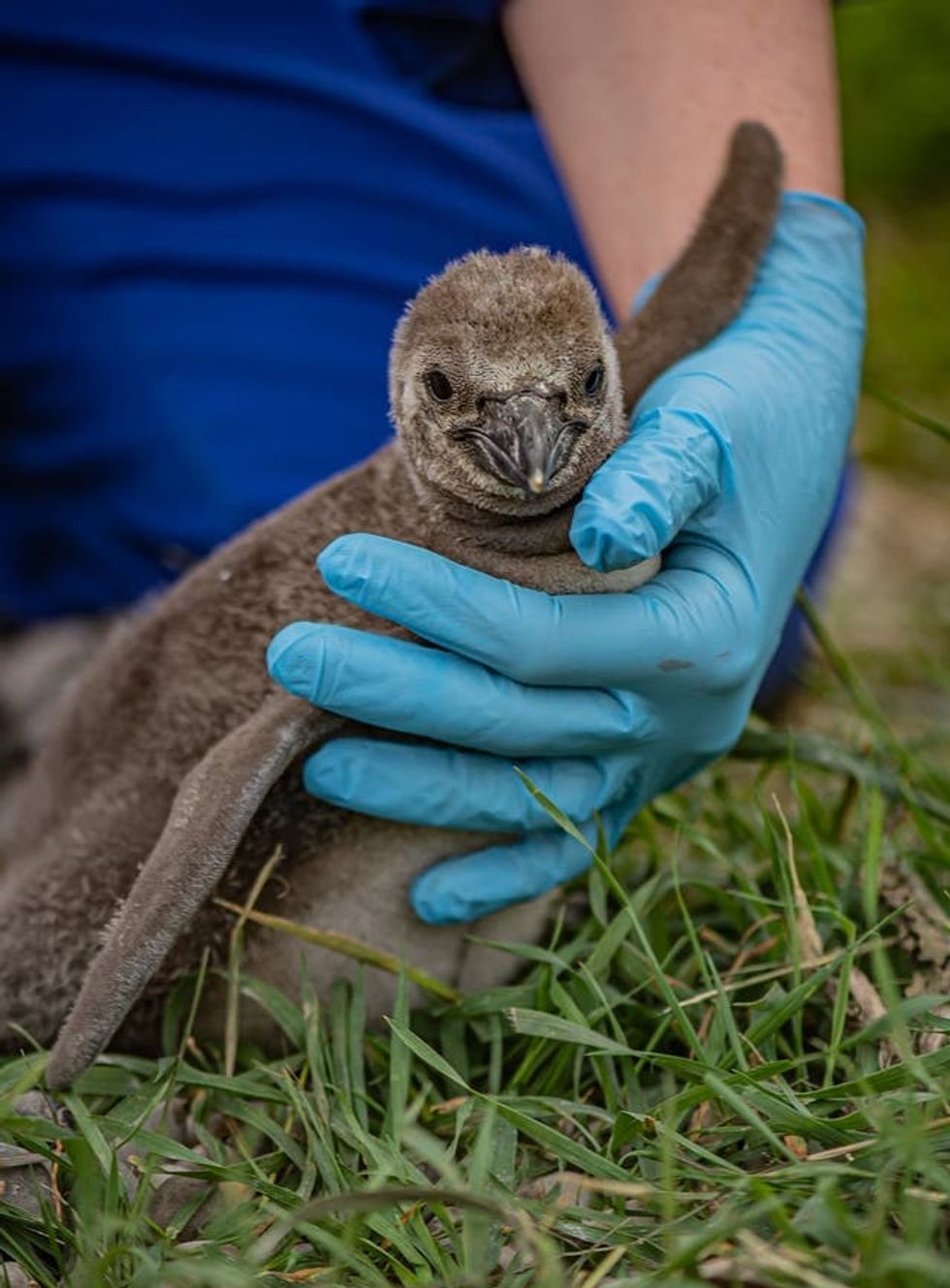 Penguin chicks born