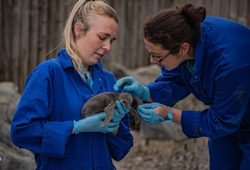 Penguin chicks born