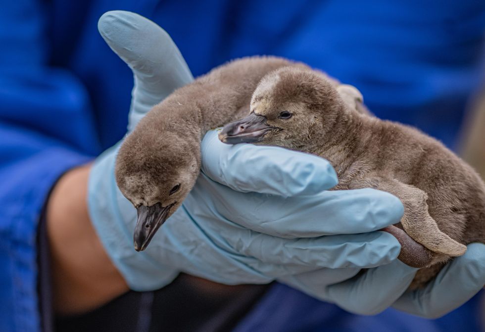 Penguin chicks Rob and Ryan with zookeeper Zoe Sweetman soon after they hatched (12)