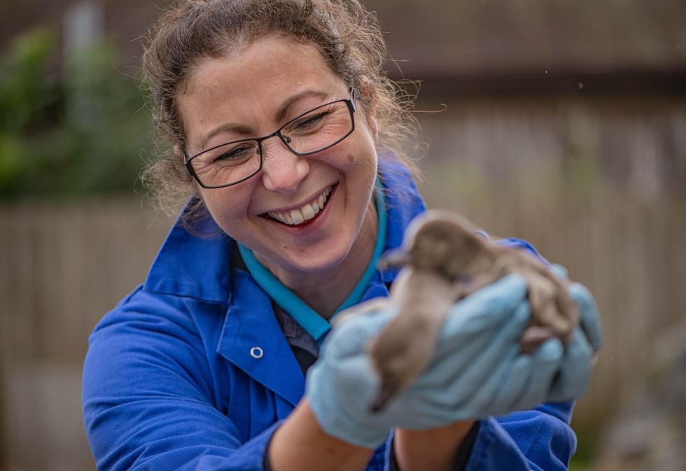 Penguin chicks Rob and Ryan with zookeeper Zoe Sweetman soon after they hatched (16)