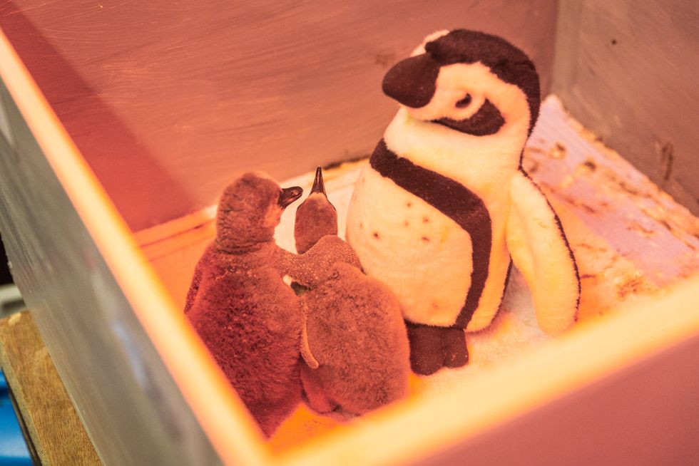 Toy penguins used to care for chicks named in honour of Queen’s Platinum Jubilee