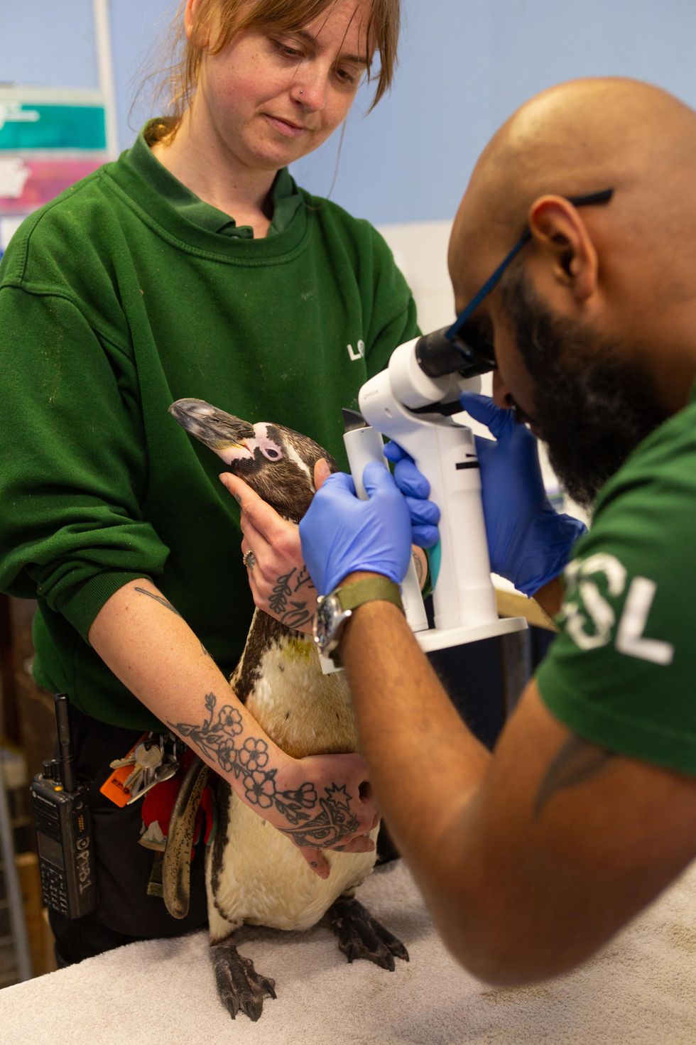 Penguin Peppe has his eye checked by vet Stefan Saverimuttu