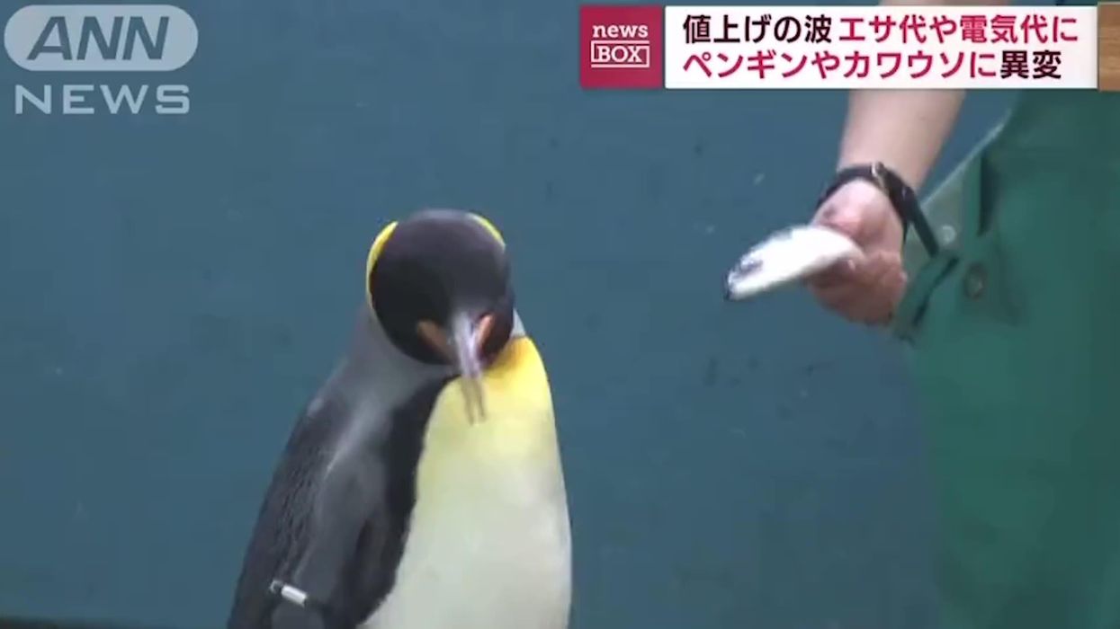 Hilarious 'snobby' penguins at Japan zoo refuse to eat cheaper fish