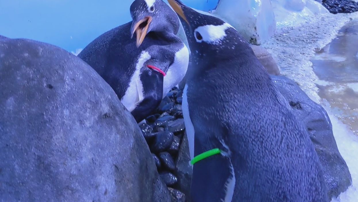 Penguins perform mating ritual