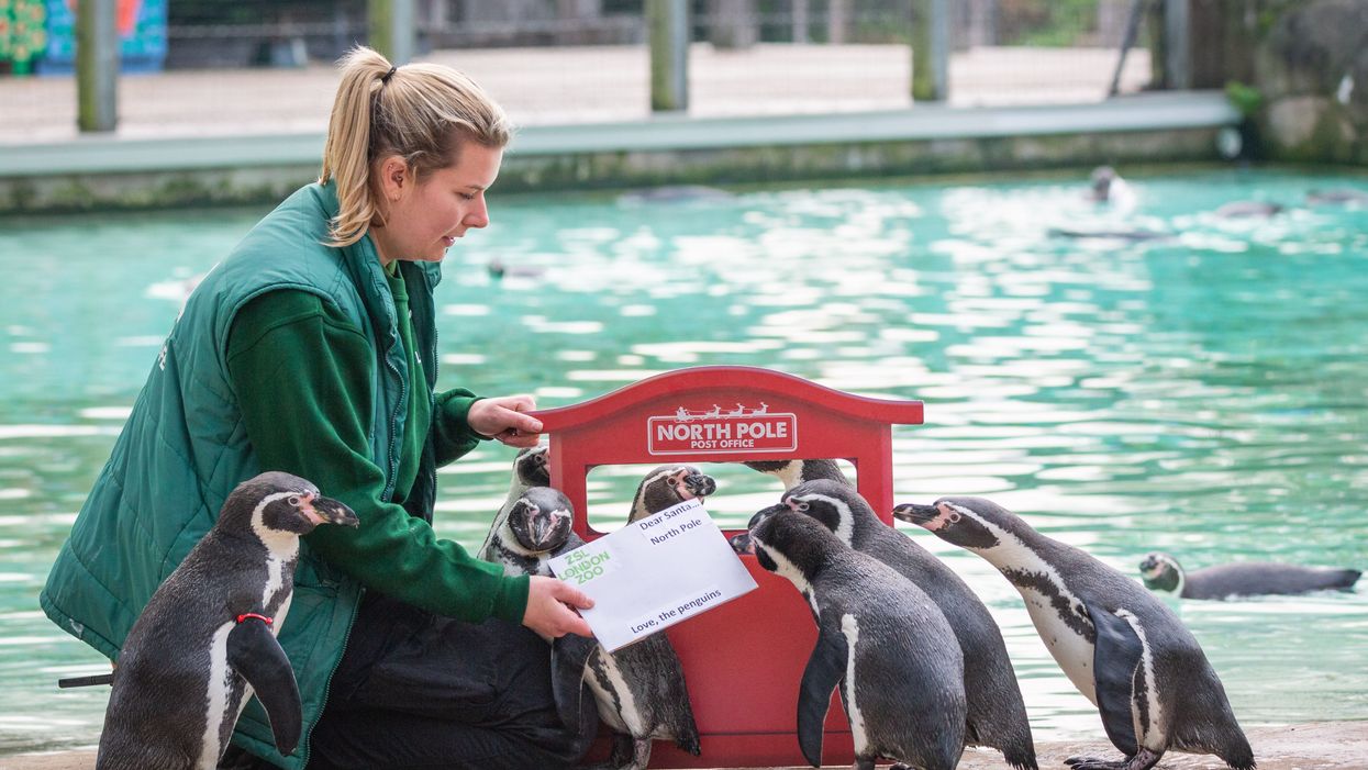 Penguins send their letter to Santa with keeper Jessica Jones (Zoological Society of London/PA)