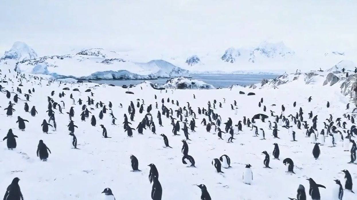 Penguins are having a ‘protest march’ against Donald Trump’s tariffs - yes, really
