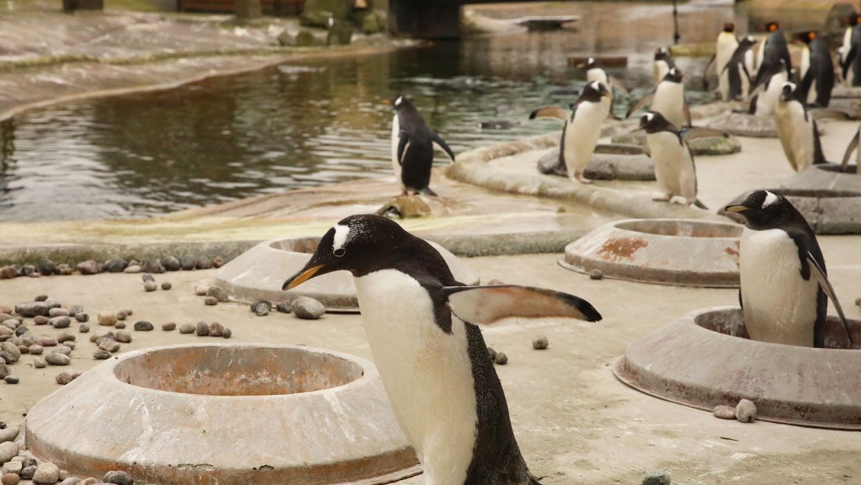 Penguins