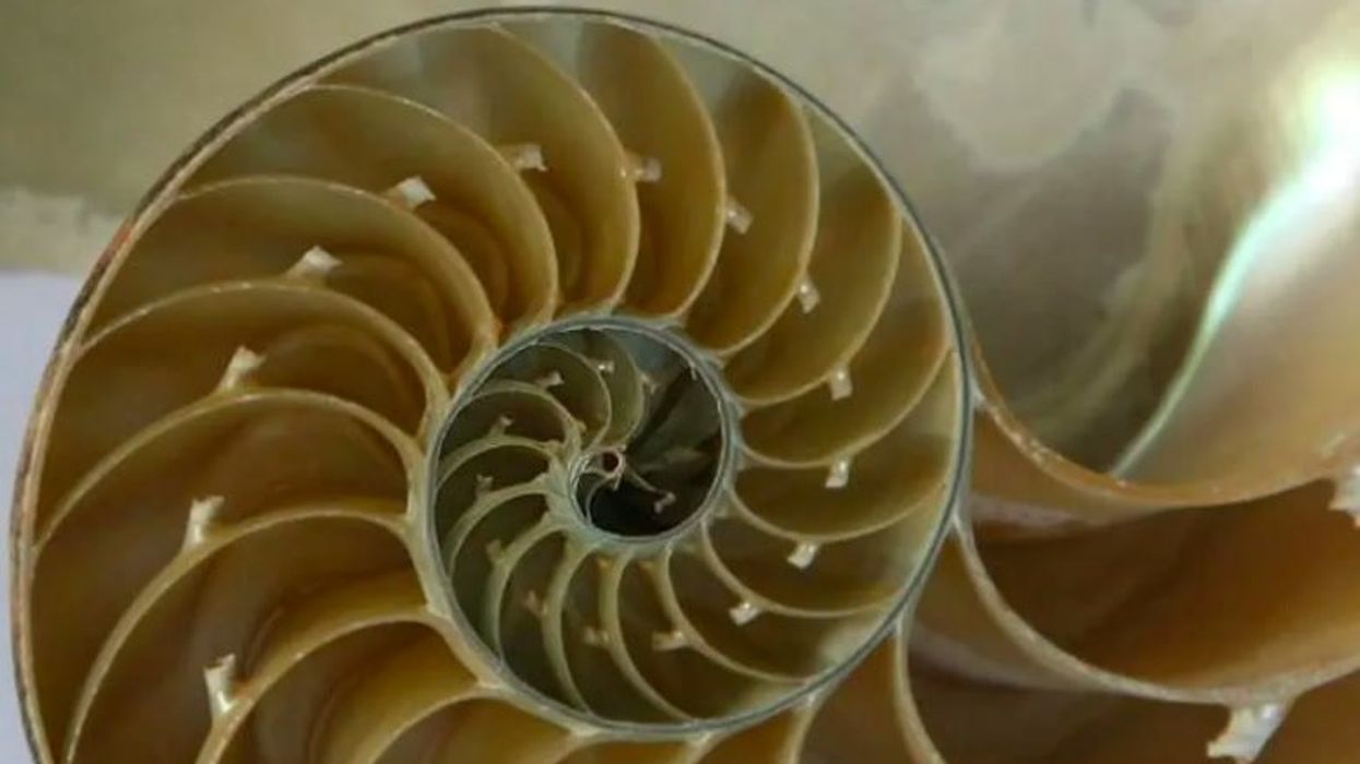 Primary school maths question leaves adults completely stumped