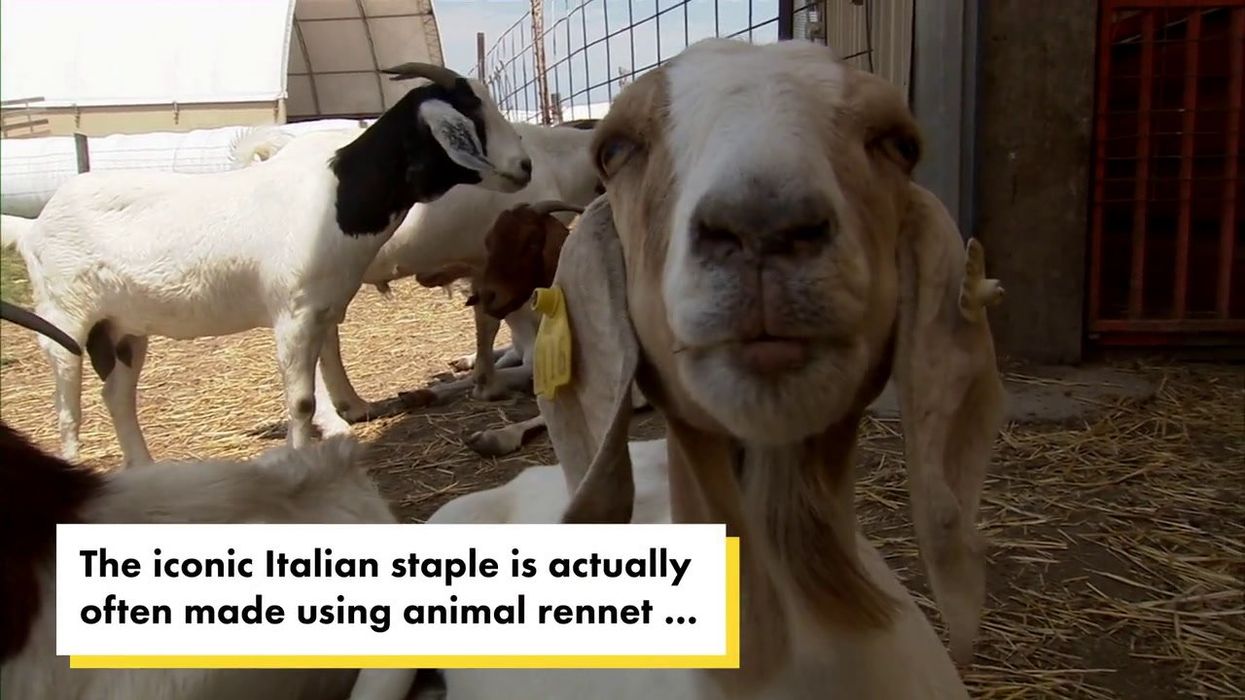 Cheese lovers are just learning what Parmesan is made from: 'Absolutely repulsive'