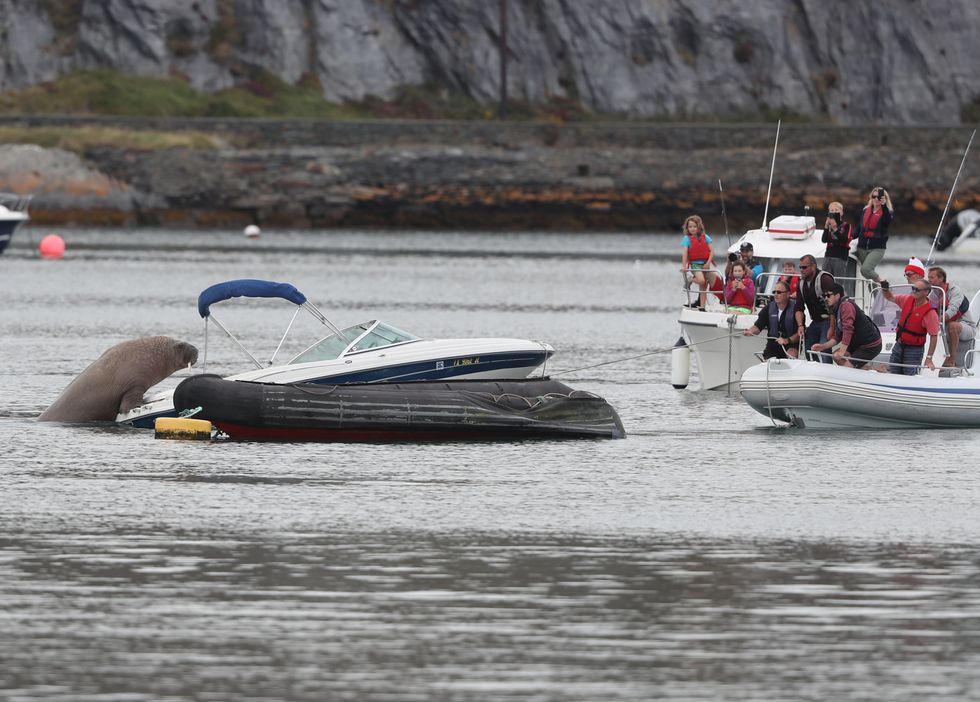 People attempt to coax Wally the arctic walrus from a speedboat it was resting in, to a less expensive rib craft, in Co Cork (Niall Carson/PA)