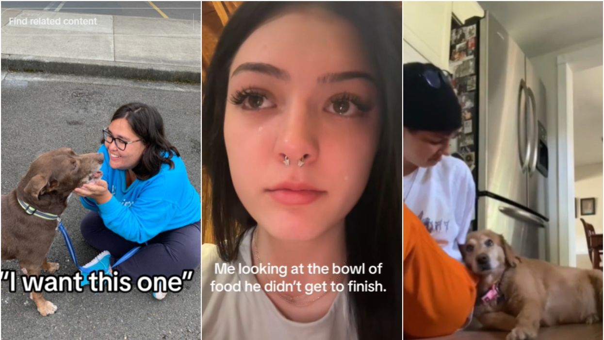 People mourn the loss of their dogs in heartbreaking TikTok trend