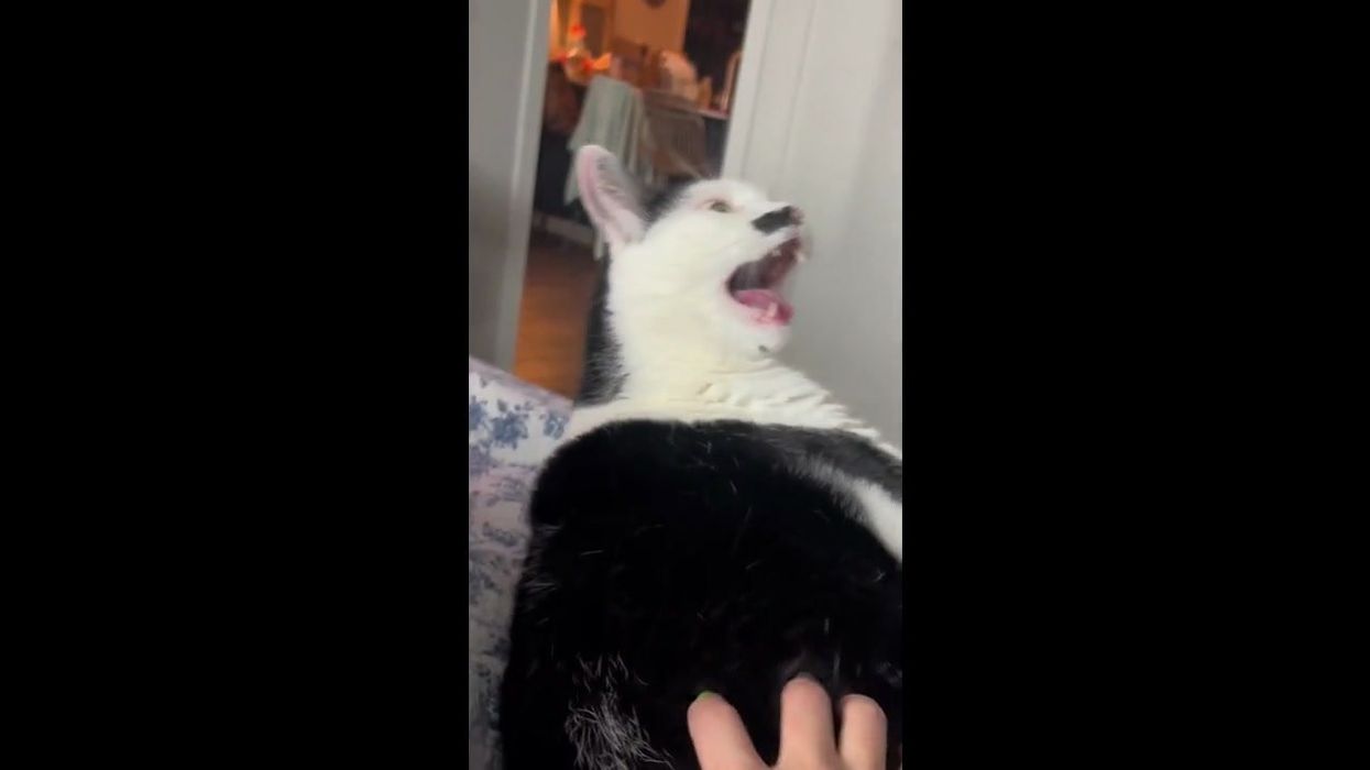 Australia tries to implement 'cat curfews' – and people are baffled