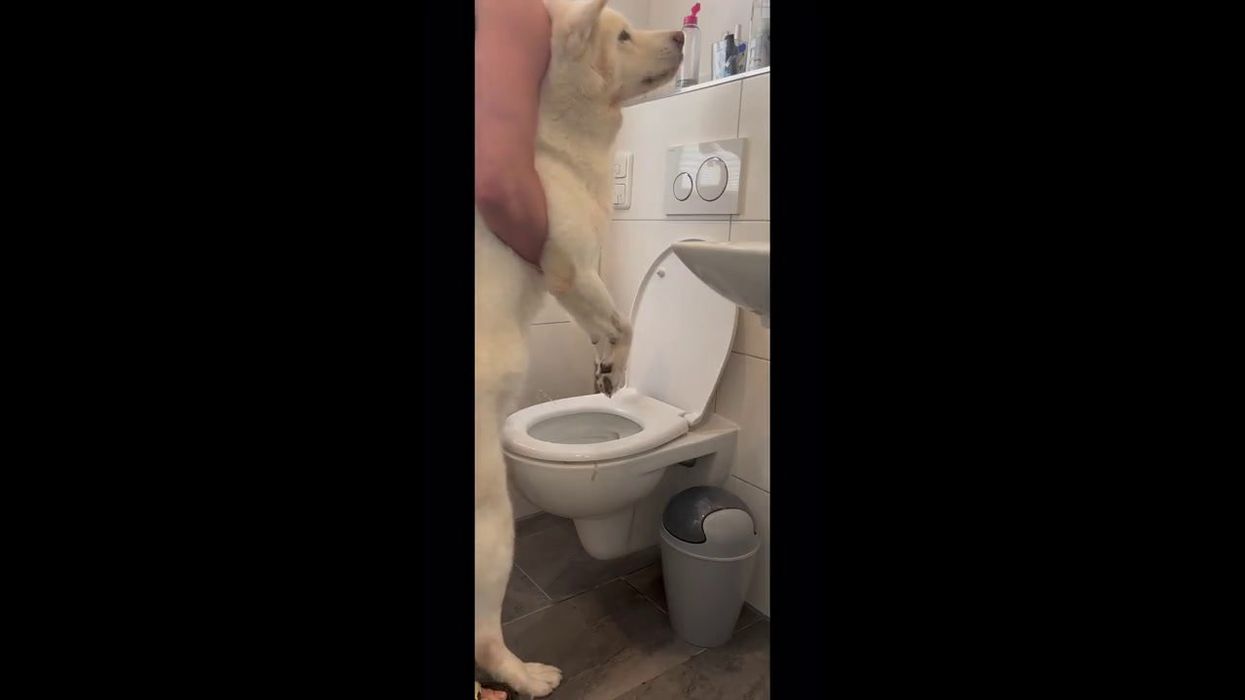 Health expert reveals the correct way to take a poo