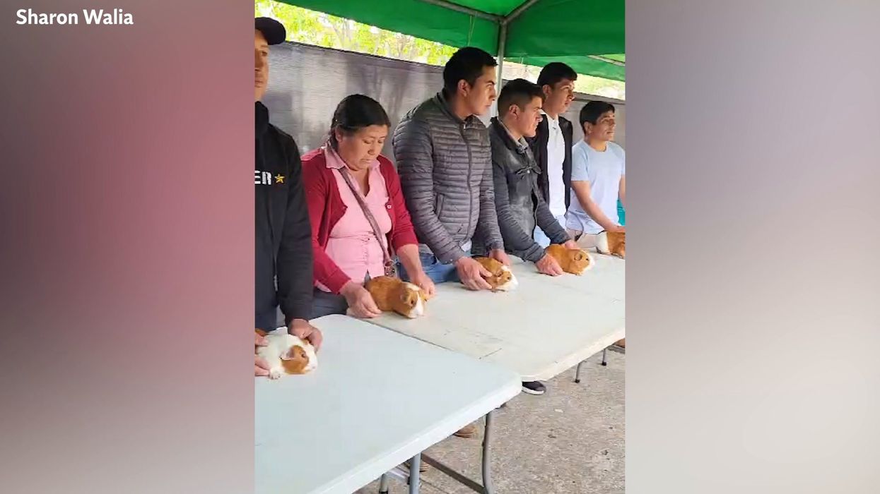 Why guinea pigs are eaten, judged and even have songs in Peru