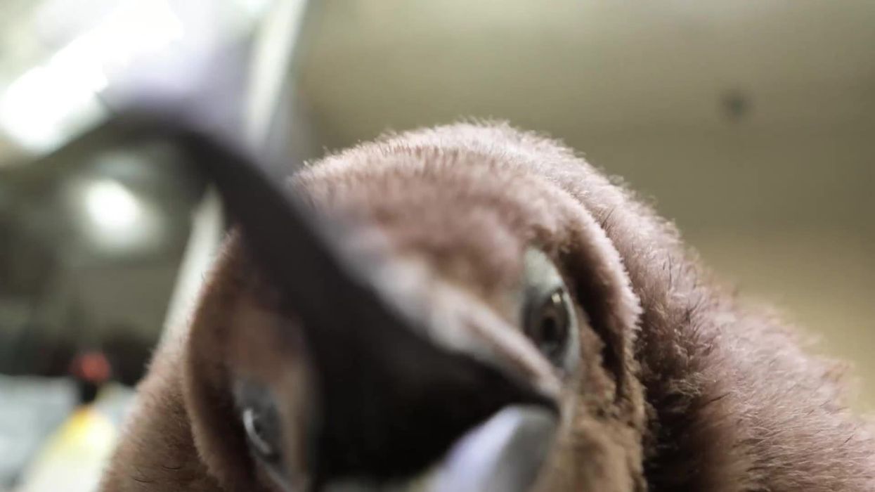 The internet is obsessed with a giant baby penguin named Pesto