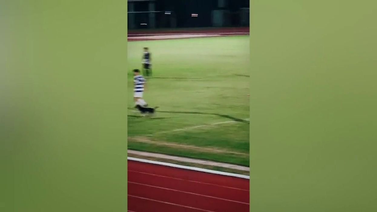 Pet dog causes chaos running onto football pitch to chase the ball