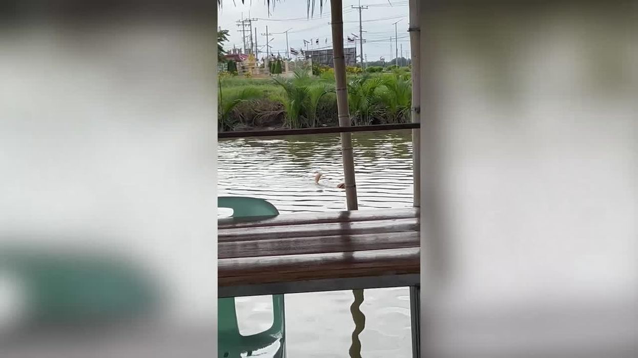Golden retriever swims across lake to ask for food at floating restaurant