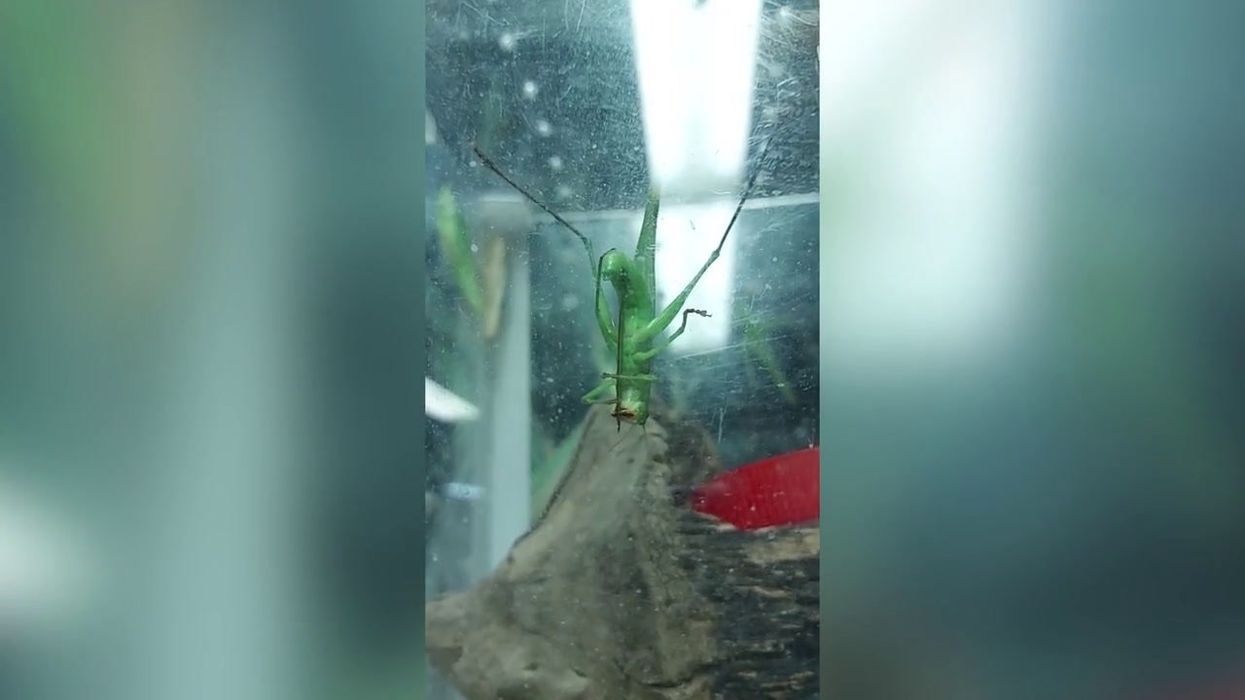 Man who died of constipation could only eat grasshoppers in final months