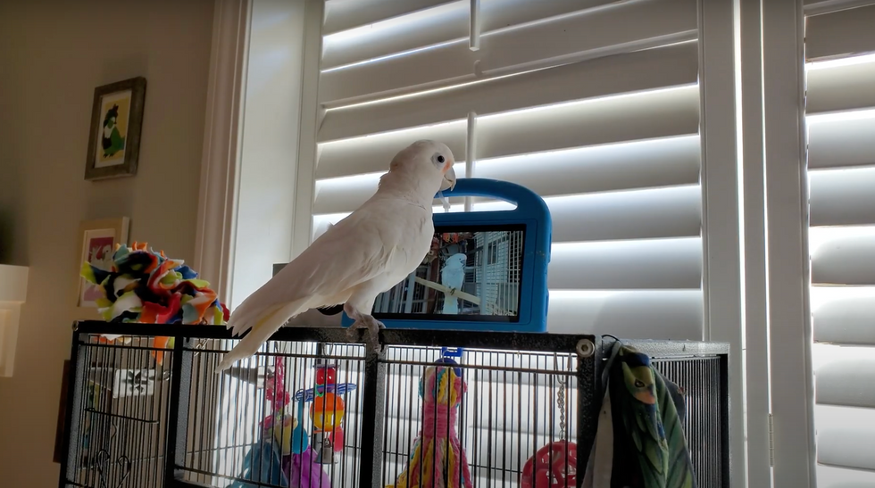 Parrots taught to video call friends ‘prefer live chats over recorded messages’