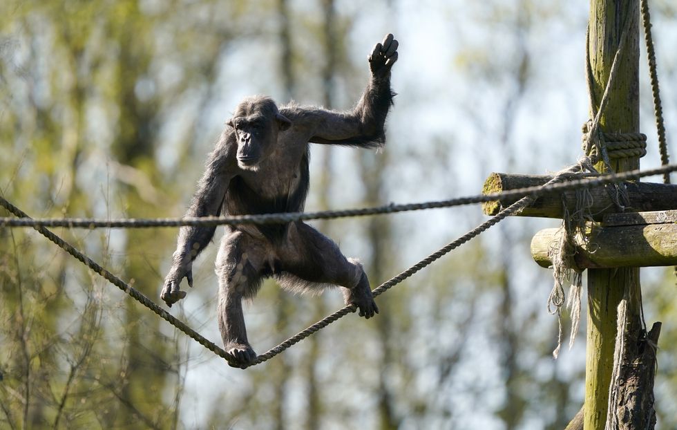 Safari Park welcomes first chimpanzee in eight years