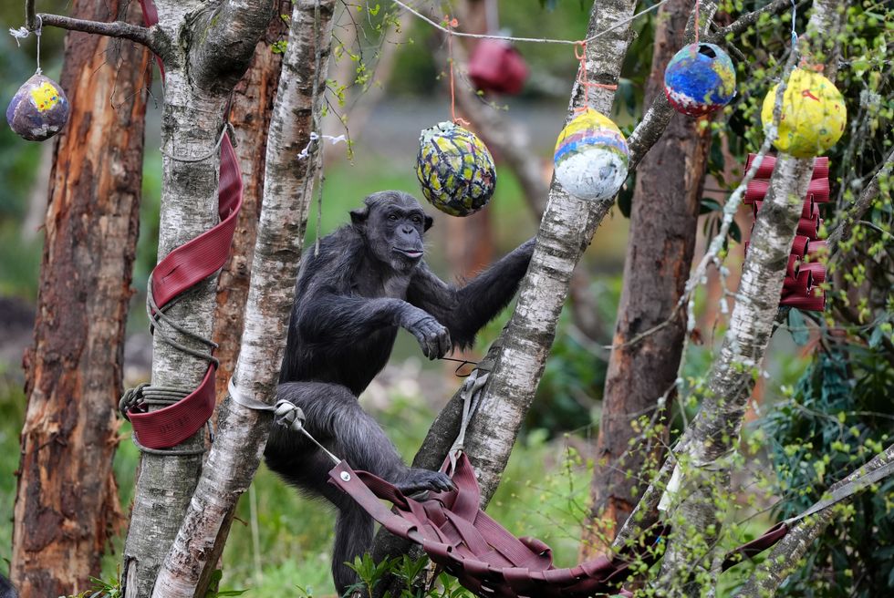 Safari park chimps join hunt for Easter eggs designed by school children