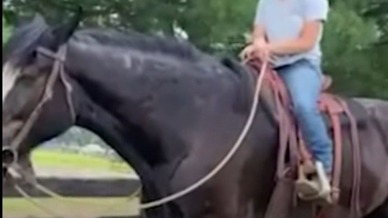 <p>Phantom the horse</p>