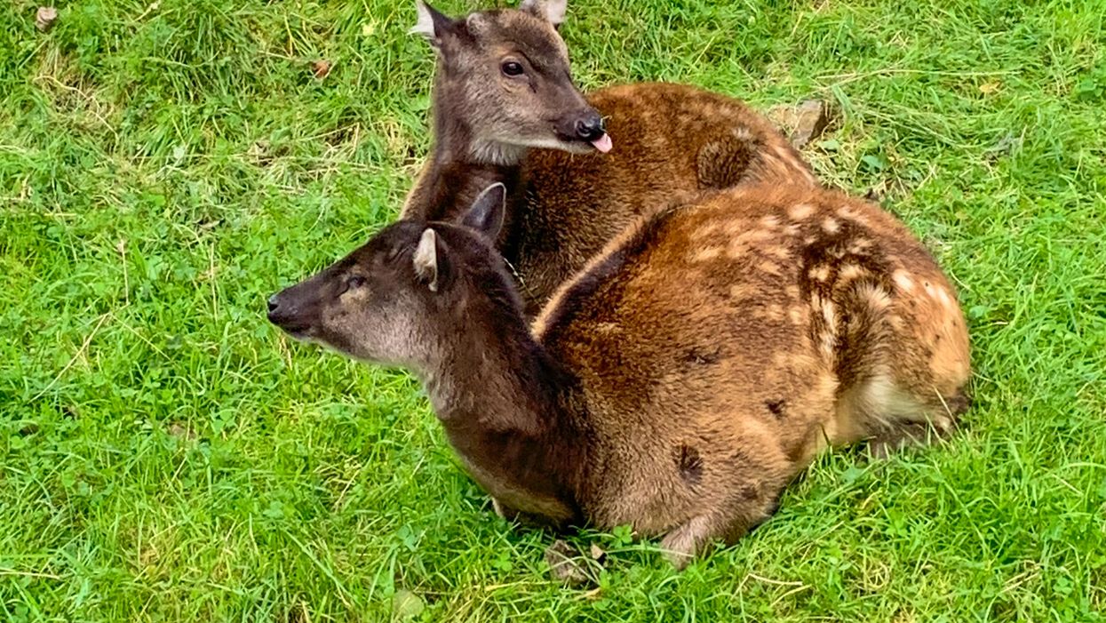 Philippine spotted deer (Newquay Zoo)