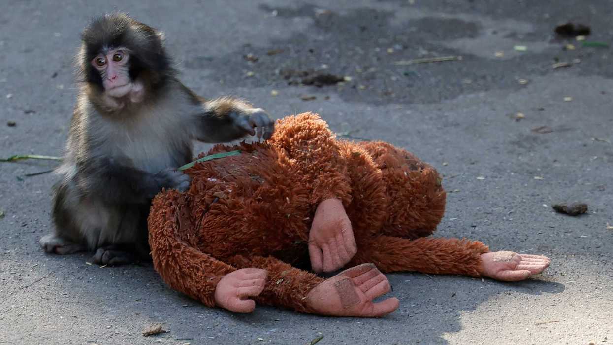 Punch the monkey has just learned this adorable trick - and people can't cope