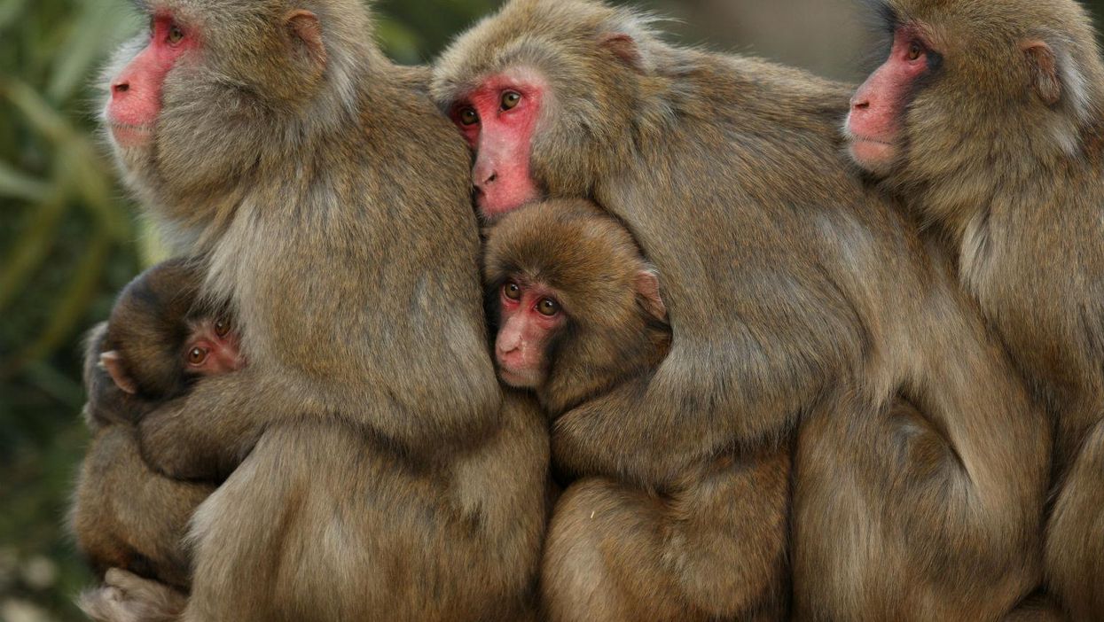 Photo: Buddhika Weerasinghe/Getty Images