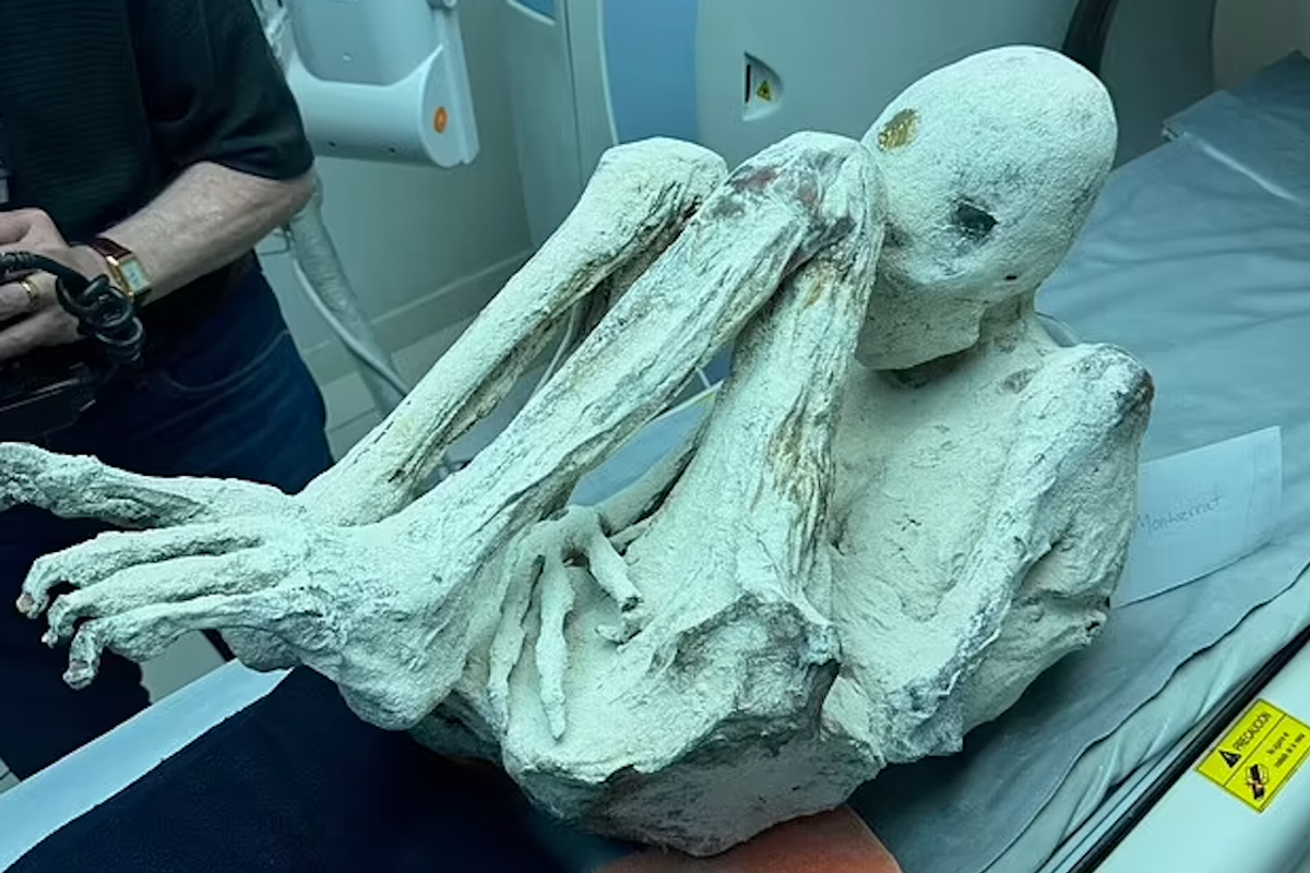 Photo of a new "alien" specimen named Montserrat taken by Josh McDowell