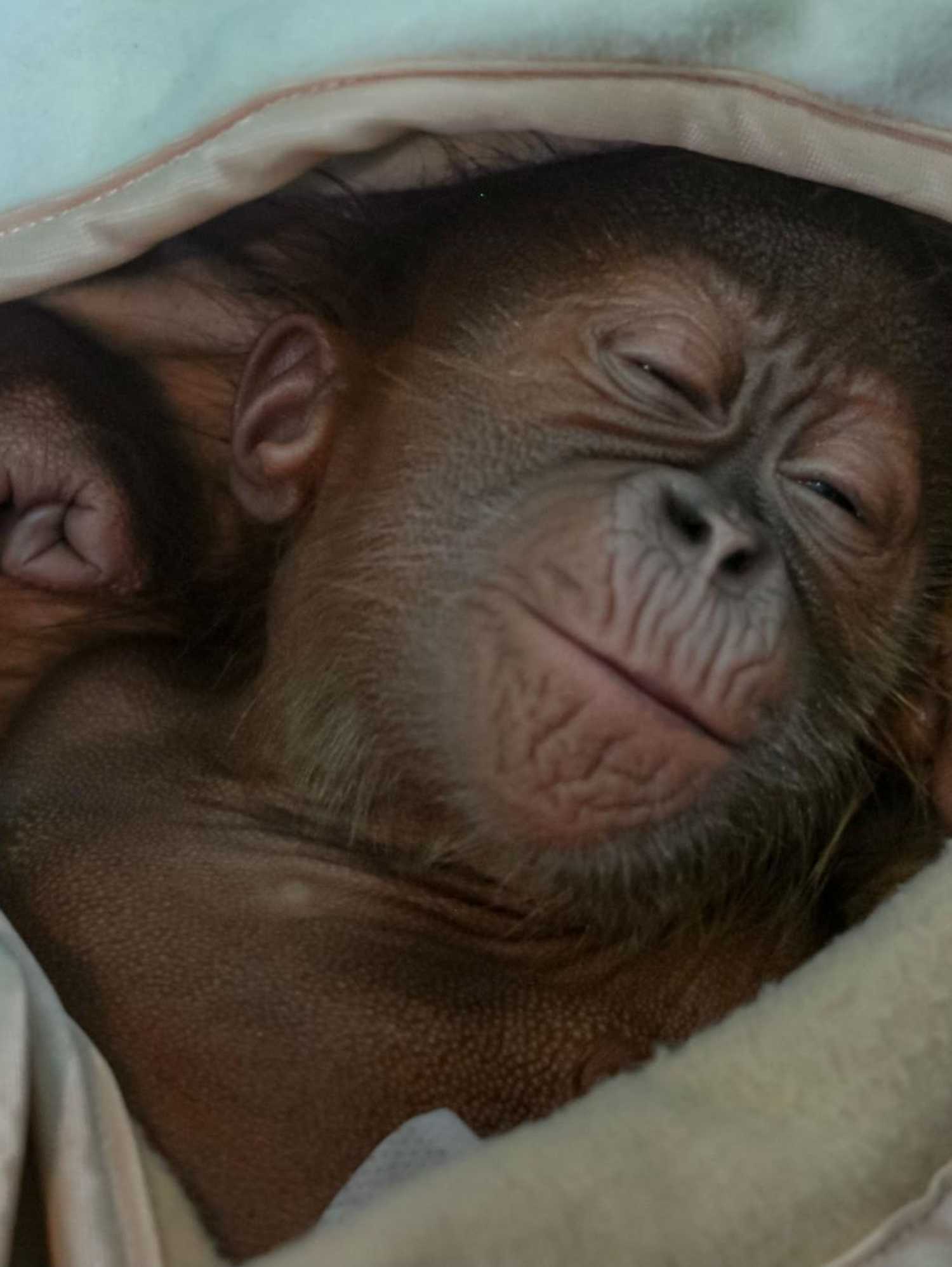 Photo: Timur Matahari / AFP / Getty Images