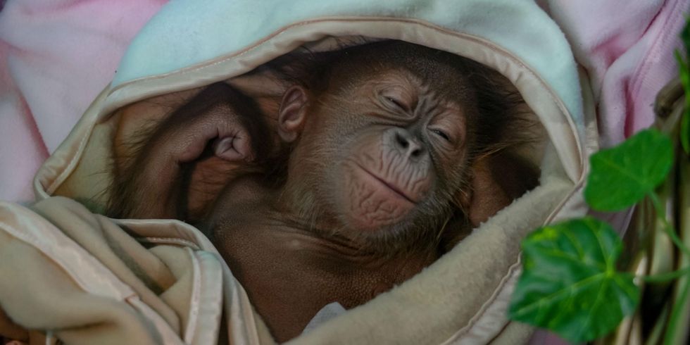 Photo: Timur Matahari / AFP / Getty Images