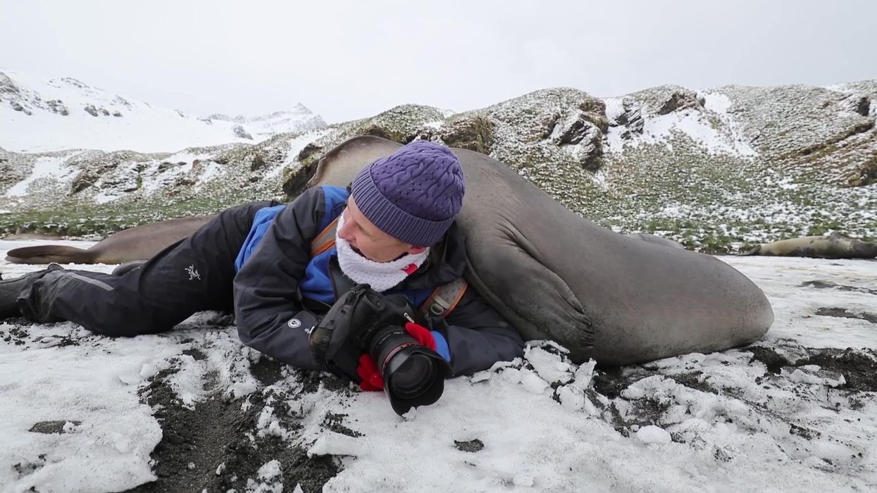 Wildlife photographer captures moment his wife received a hug from an Elephant Seal